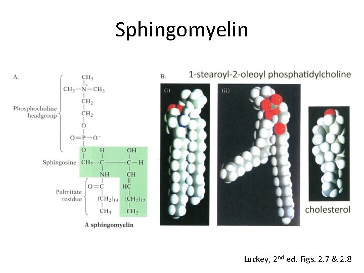 Sphingomyelin Luckey, 2 nd ed. Figs. 2. 7 & 2. 8 
