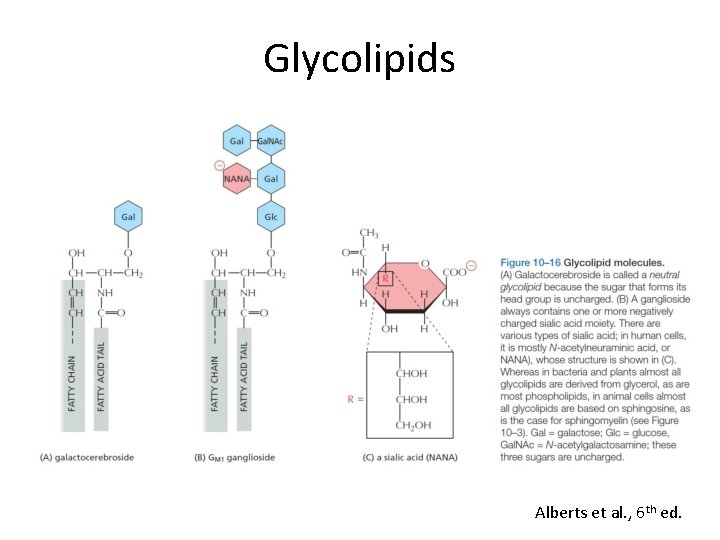 Glycolipids Alberts et al. , 6 th ed. 