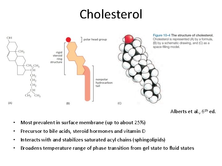 Cholesterol Alberts et al. , 6 th ed. • • Most prevalent in surface