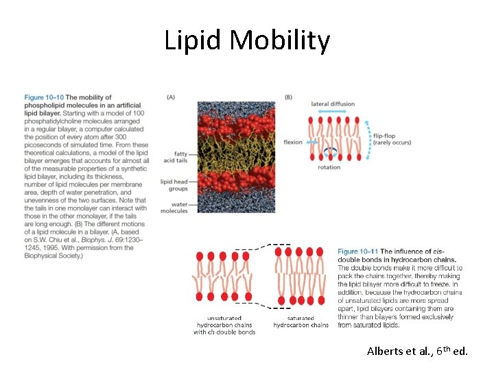 Lipid Mobility Alberts et al. , 6 th ed. 