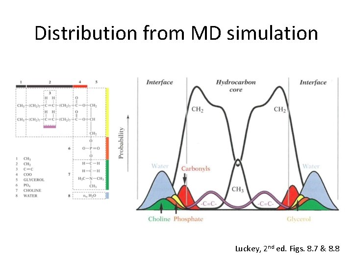 Distribution from MD simulation Luckey, 2 nd ed. Figs. 8. 7 & 8. 8