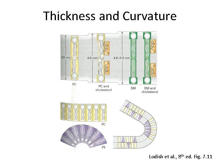 Thickness and Curvature Lodish et al. , 8 th ed. Fig. 7. 11 