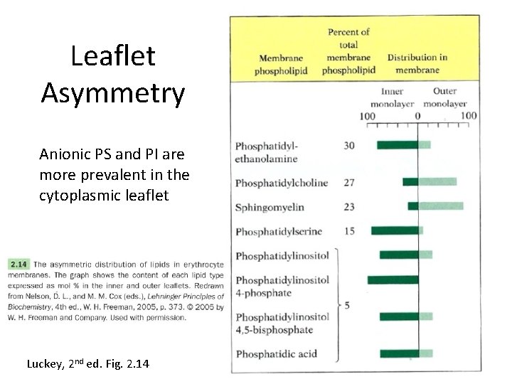 Leaflet Asymmetry Anionic PS and PI are more prevalent in the cytoplasmic leaflet Luckey,