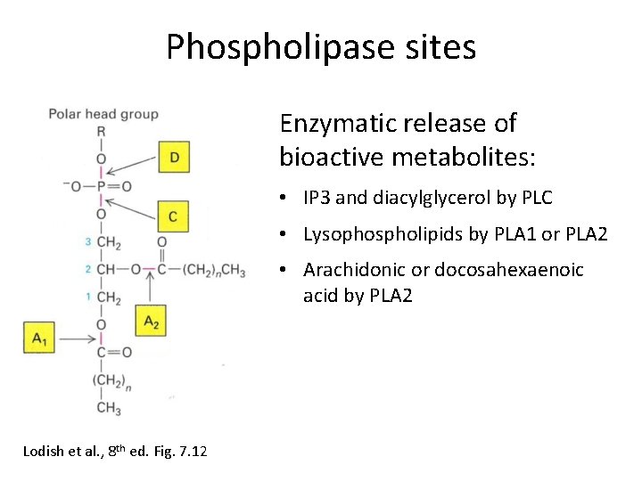 Phospholipase sites Enzymatic release of bioactive metabolites: • IP 3 and diacylglycerol by PLC