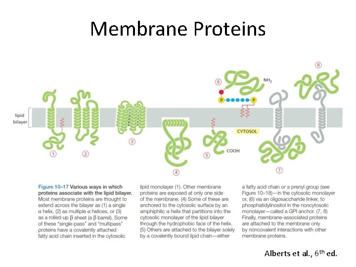 Membrane Proteins Alberts et al. , 6 th ed. 