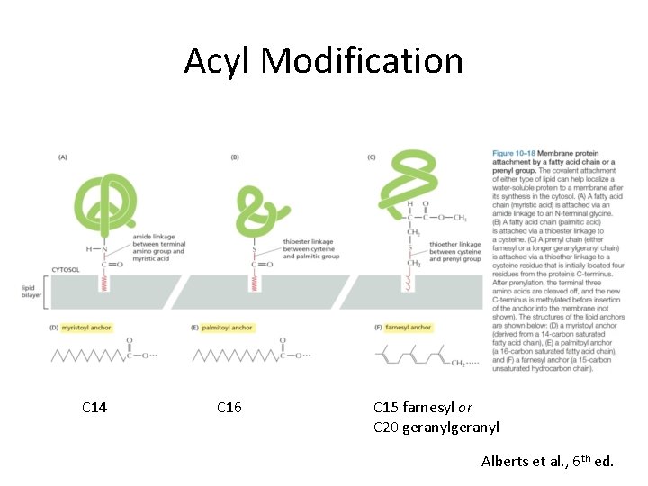 Acyl Modification C 14 C 16 C 15 farnesyl or C 20 geranyl Alberts