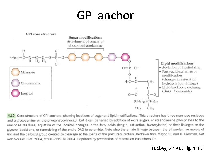 GPI anchor Luckey, 2 nd ed. Fig. 4. 10 