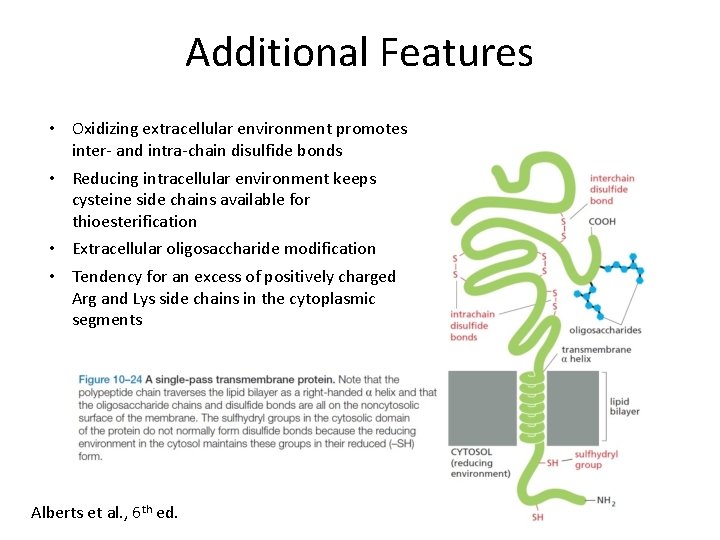 Additional Features • Oxidizing extracellular environment promotes inter- and intra-chain disulfide bonds • Reducing
