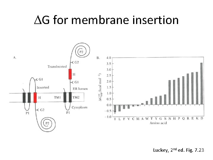 DG for membrane insertion Luckey, 2 nd ed. Fig. 7. 23 