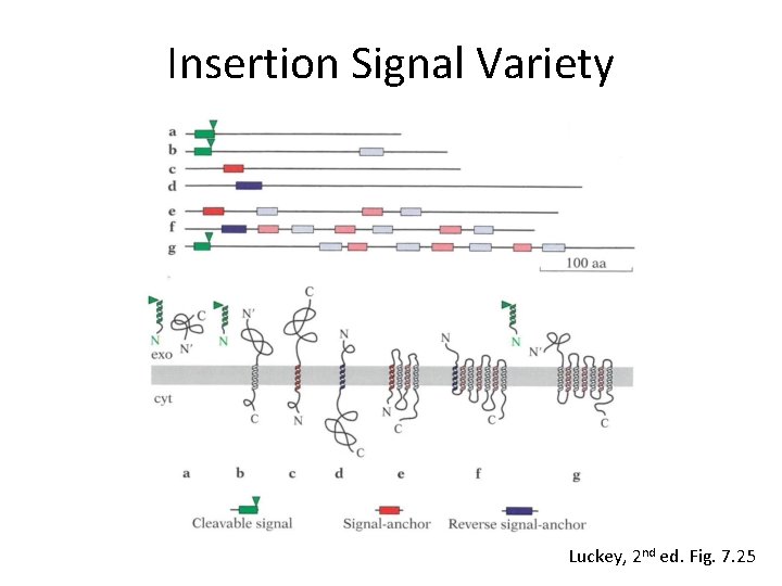 Insertion Signal Variety Luckey, 2 nd ed. Fig. 7. 25 