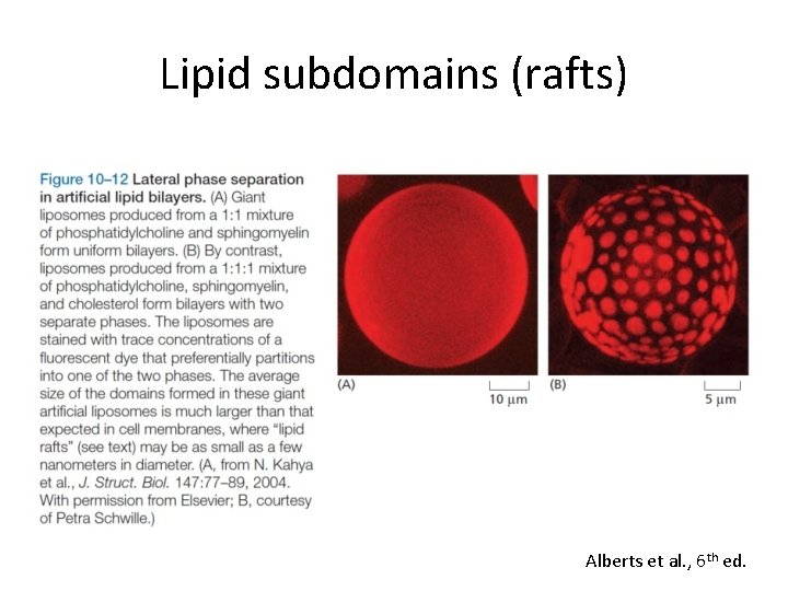 Lipid subdomains (rafts) Alberts et al. , 6 th ed. 