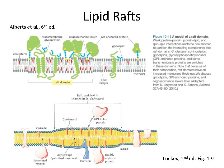 Alberts et al. , 6 th ed. Lipid Rafts Luckey, 2 nd ed. Fig.