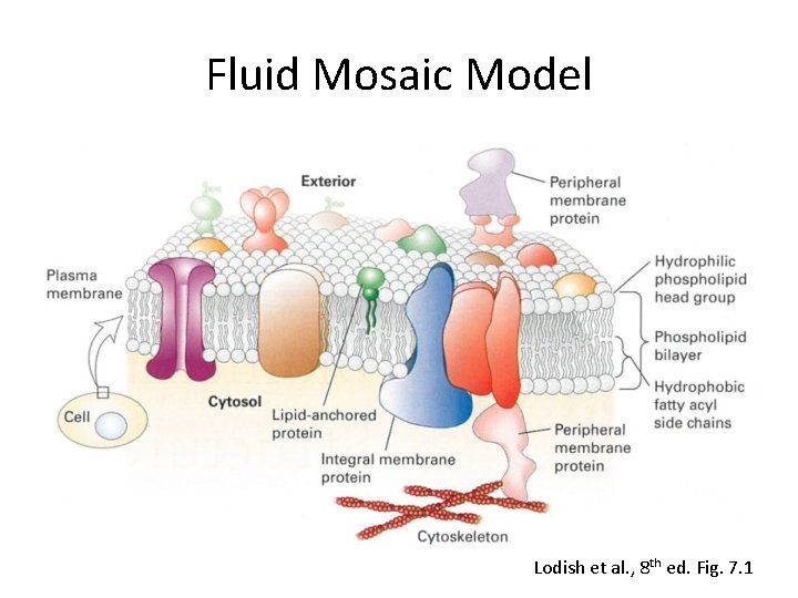Fluid Mosaic Model Lodish et al. , 8 th ed. Fig. 7. 1 