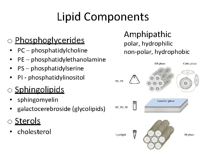 Lipid Components o Phosphoglycerides • • PC – phosphatidylcholine PE – phosphatidylethanolamine PS –