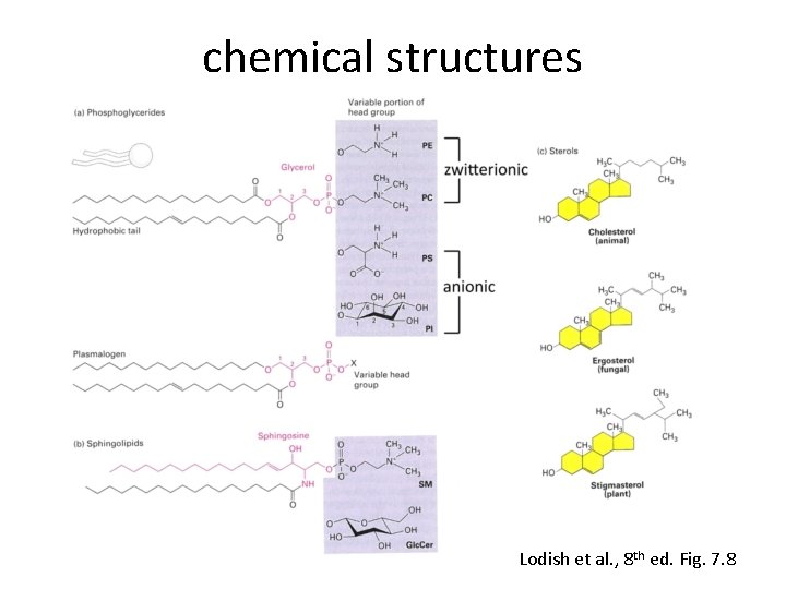 chemical structures Lodish et al. , 8 th ed. Fig. 7. 8 