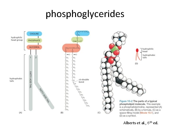 phosphoglycerides Alberts et al. , 6 th ed. 