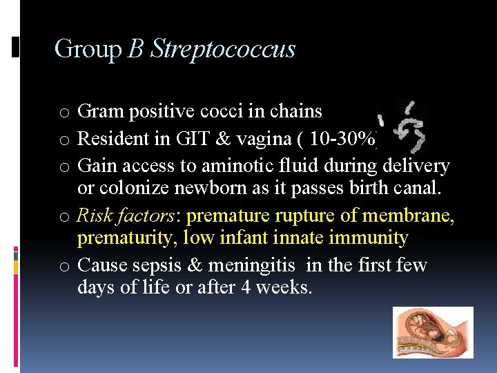 Group B Streptococcus o Gram positive cocci in chains o Resident in GIT &