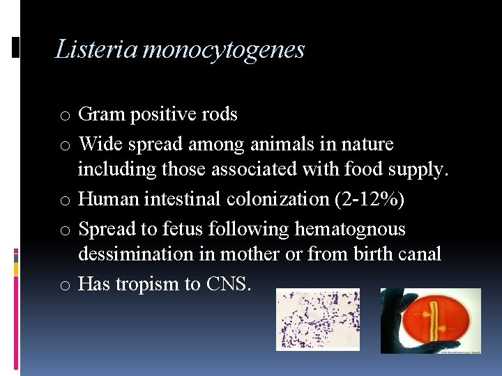 Listeria monocytogenes o Gram positive rods o Wide spread among animals in nature including