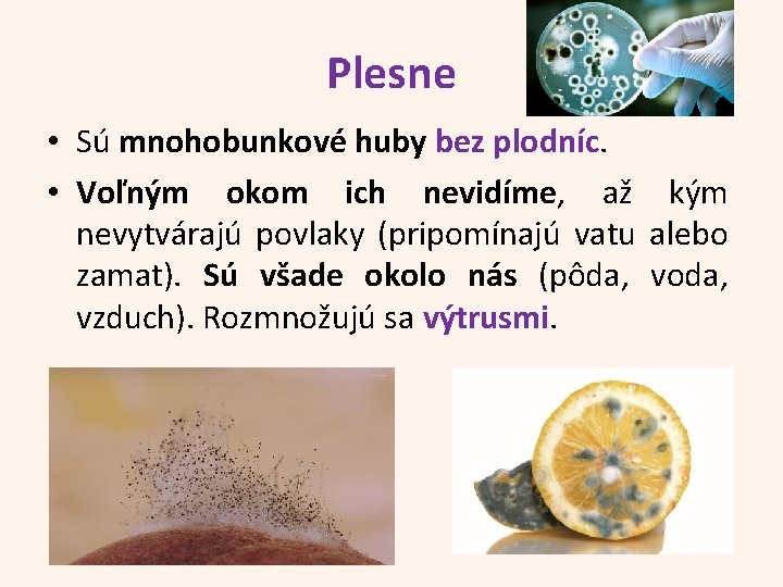 Plesne • Sú mnohobunkové huby bez plodníc. • Voľným okom ich nevidíme, až kým