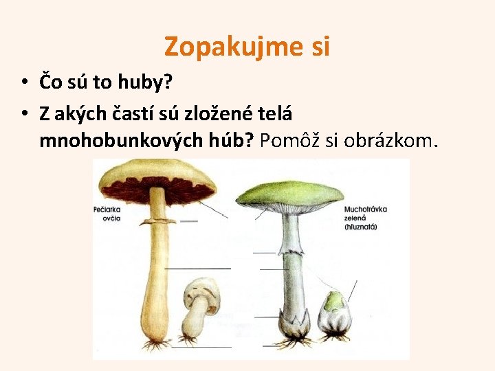 Zopakujme si • Čo sú to huby? • Z akých častí sú zložené telá