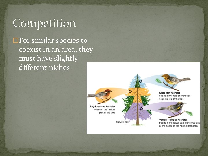 Competition �For similar species to coexist in an area, they must have slightly different