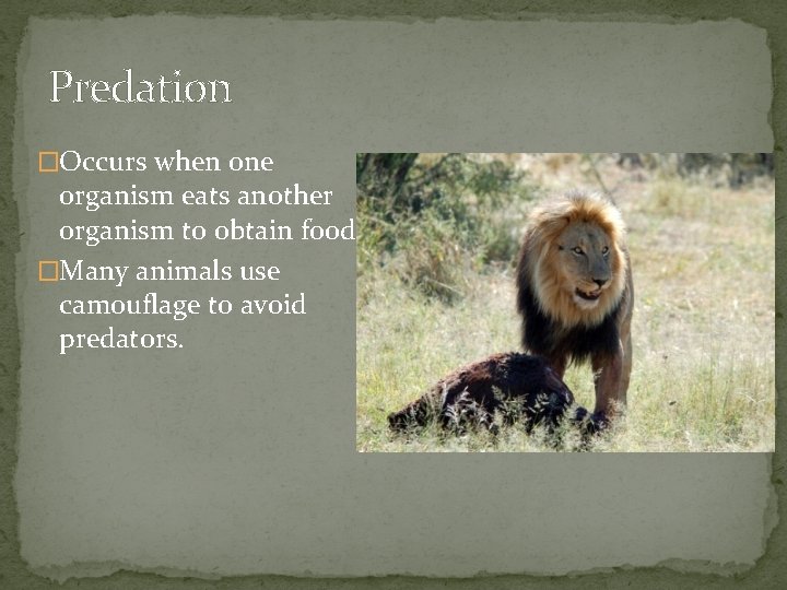Predation �Occurs when one organism eats another organism to obtain food. �Many animals use