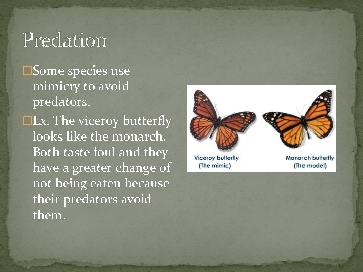 Predation �Some species use mimicry to avoid predators. �Ex. The viceroy butterfly looks like