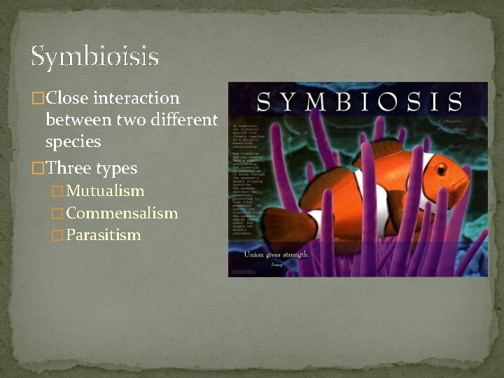 Symbioisis �Close interaction between two different species �Three types � Mutualism � Commensalism �