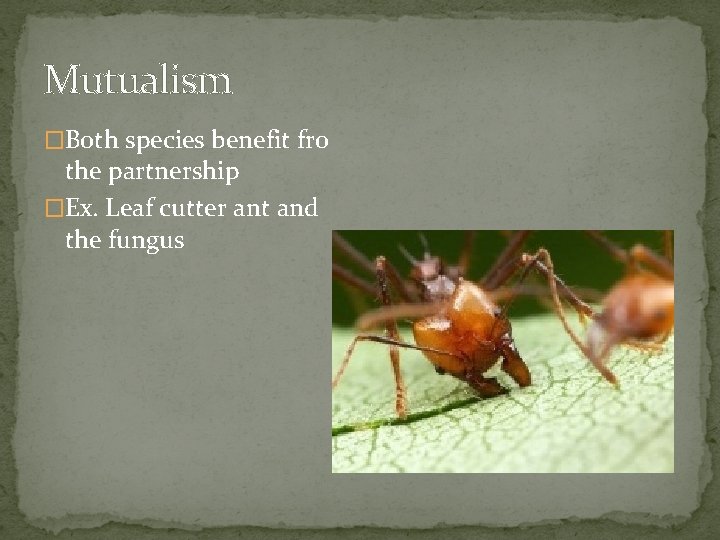 Mutualism �Both species benefit fro the partnership �Ex. Leaf cutter ant and the fungus