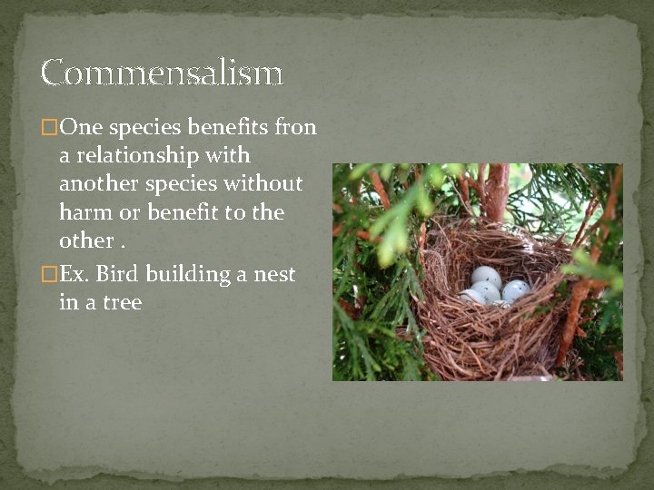 Commensalism �One species benefits fron a relationship with another species without harm or benefit