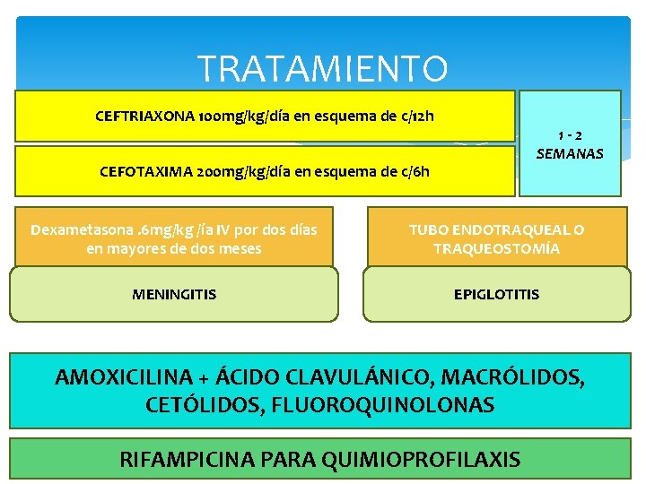 TRATAMIENTO CEFTRIAXONA 100 mg/kg/día en esquema de c/12 h 1 -2 SEMANAS CEFOTAXIMA 200