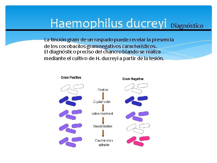 Haemophilus ducreyi Diagnóstico La tinción gram de un raspado puede revelar la presencia de