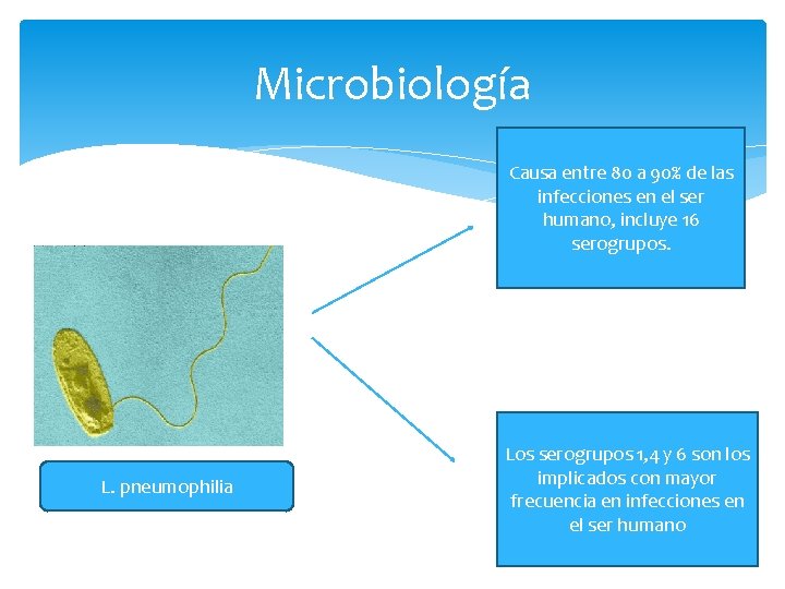 Microbiología Causa entre 80 a 90% de las infecciones en el ser humano, incluye