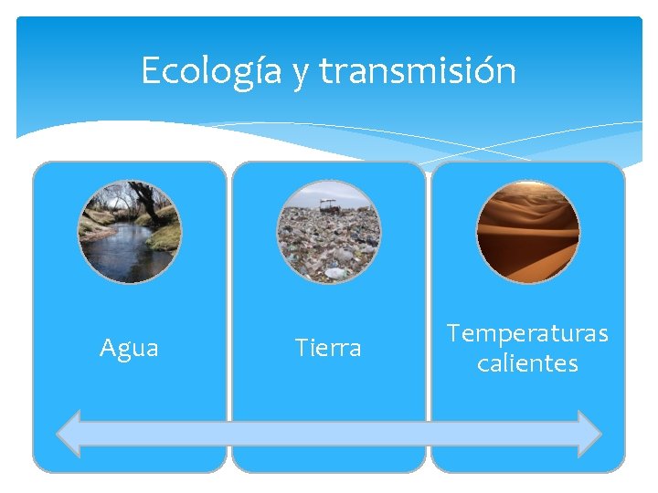 Ecología y transmisión Agua Tierra Temperaturas calientes 