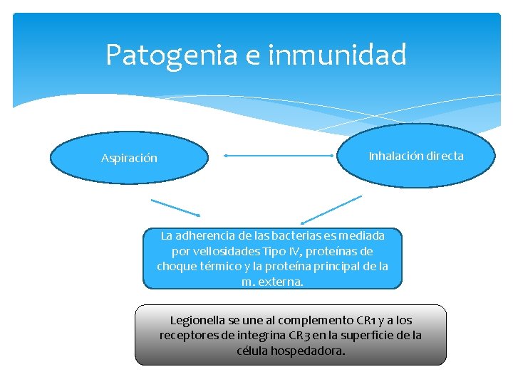 Patogenia e inmunidad Aspiración Inhalación directa La adherencia de las bacterias es mediada por