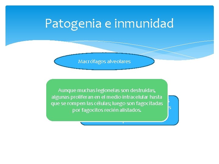 Patogenia e inmunidad Macrófagos alveolares Aunque muchas legionelas son destruidas, algunas proliferan en el