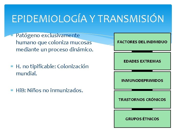 EPIDEMIOLOGÍA Y TRANSMISIÓN Patógeno exclusivamente humano que coloniza mucosas mediante un proceso dinámico. H.