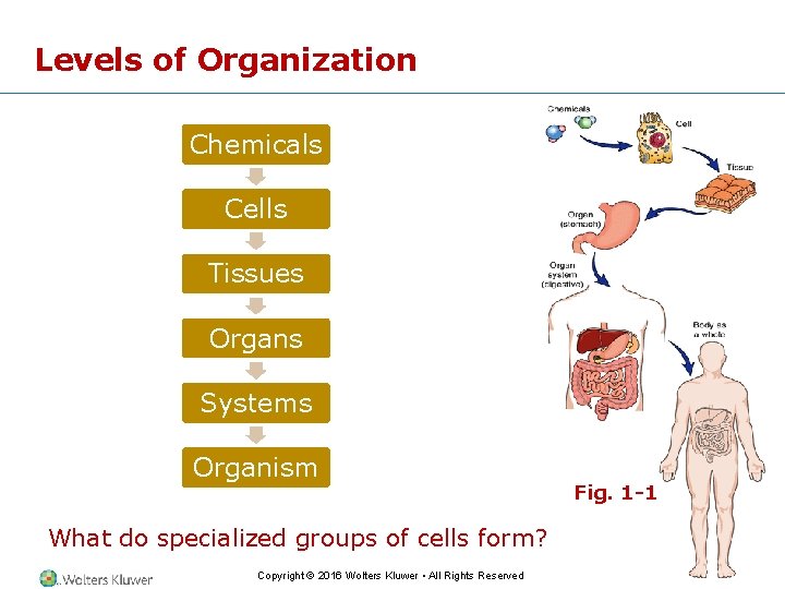 Levels of Organization Chemicals Cells Tissues Organs Systems Organism What do specialized groups of