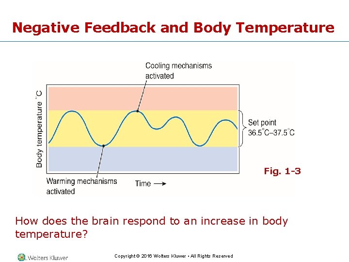 Negative Feedback and Body Temperature Fig. 1 -3 How does the brain respond to