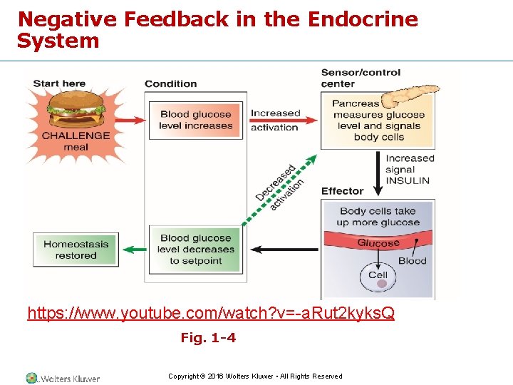 Negative Feedback in the Endocrine System https: //www. youtube. com/watch? v=-a. Rut 2 kyks.