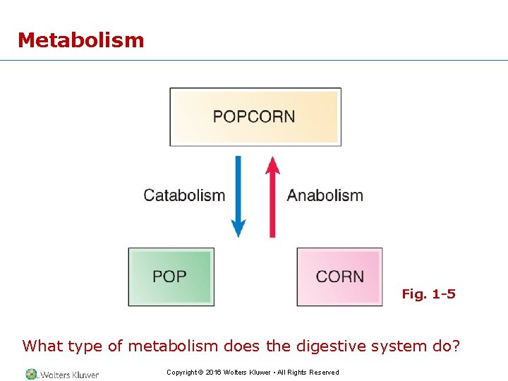 Metabolism Fig. 1 -5 What type of metabolism does the digestive system do? Copyright