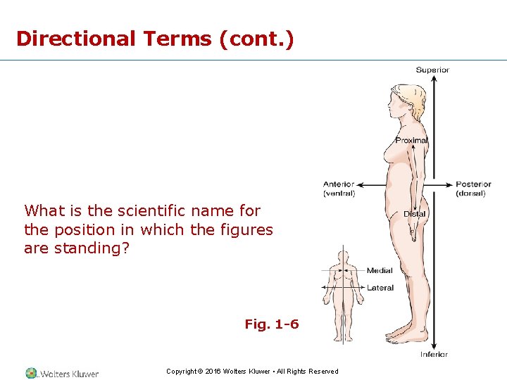 Directional Terms (cont. ) What is the scientific name for the position in which