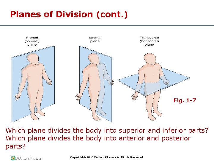 Planes of Division (cont. ) Fig. 1 -7 Which plane divides the body into