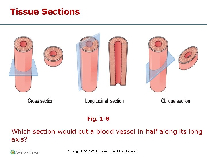 Tissue Sections Fig. 1 -8 Which section would cut a blood vessel in half