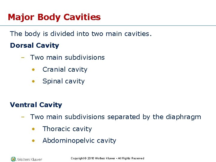 Major Body Cavities The body is divided into two main cavities. Dorsal Cavity –
