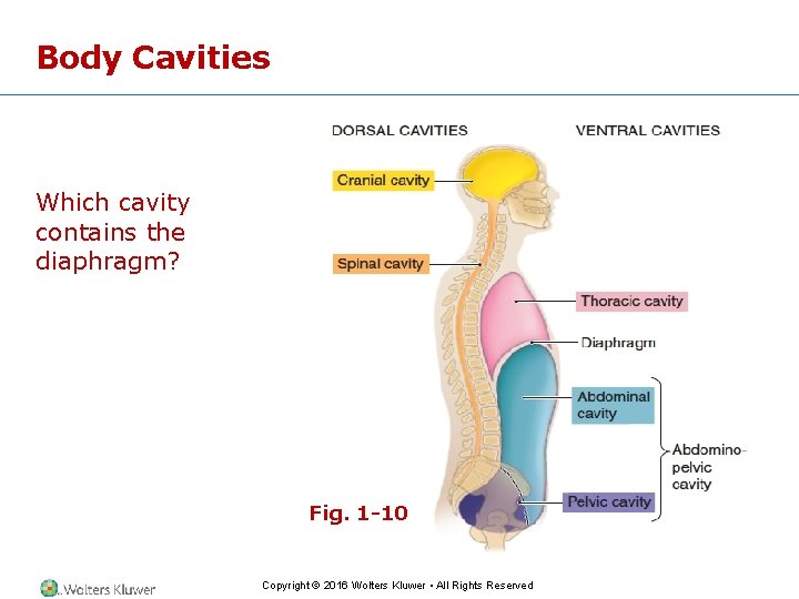 Body Cavities Which cavity contains the diaphragm? Fig. 1 -10 Copyright © 2016 Wolters