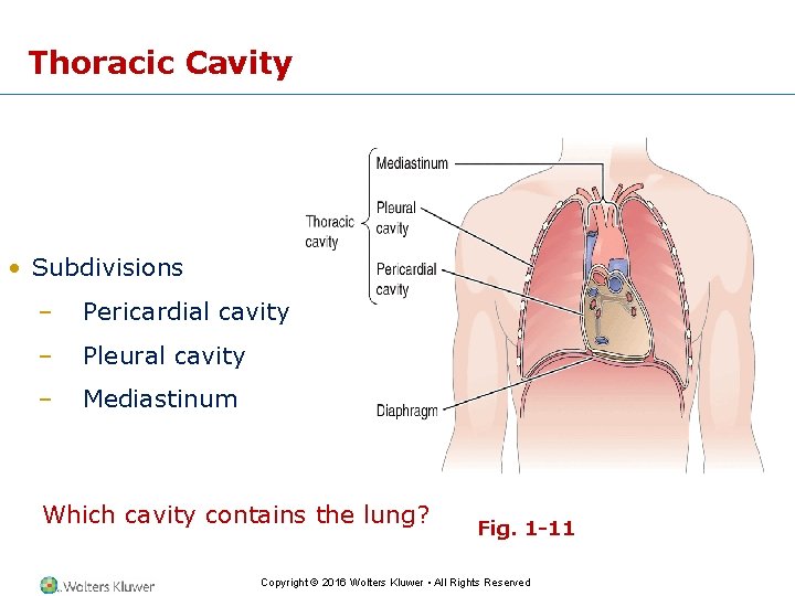 Thoracic Cavity • Subdivisions – Pericardial cavity – Pleural cavity – Mediastinum Which cavity