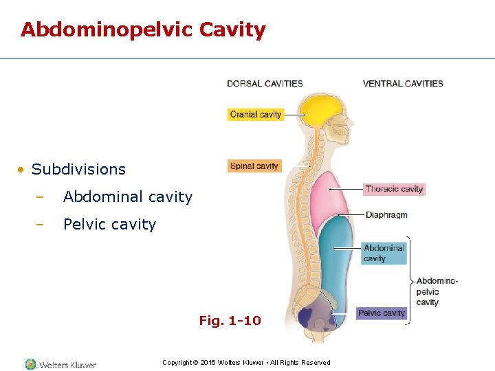 Abdominopelvic Cavity • Subdivisions – Abdominal cavity – Pelvic cavity Fig. 1 -10 Copyright