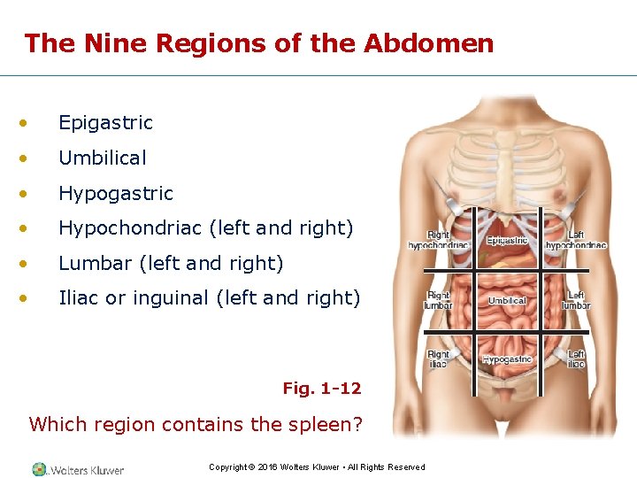 The Nine Regions of the Abdomen • Epigastric • Umbilical • Hypogastric • Hypochondriac