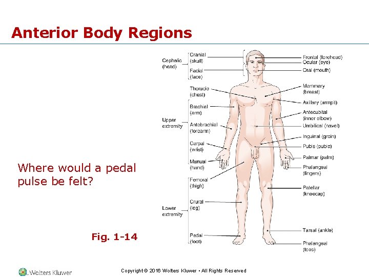 Anterior Body Regions Where would a pedal pulse be felt? Fig. 1 -14 Copyright
